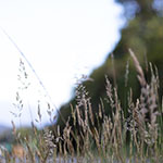 Image 0034